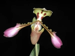 Bild von Paphiopedilum tigrinum 5